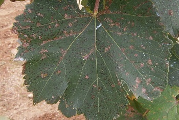 ぶどう 褐斑病か 本気でぶどう畑 のんびり野菜畑