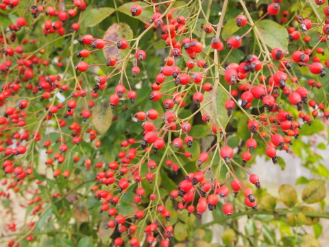 f0356717_01201358.jpg