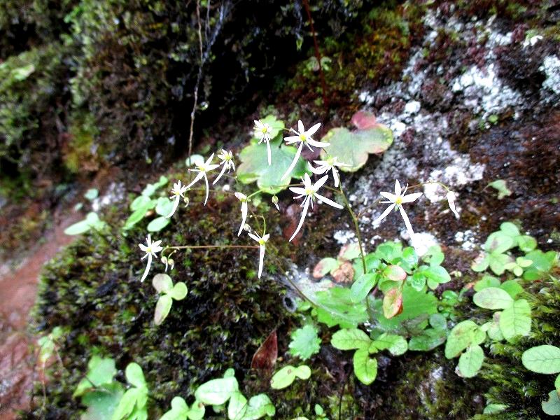 上野村　西上州の奥山　下ヤツウチグラと諏訪山　　　　Suwayama in Uenomura,Gunma_f0308721_2044344.jpg