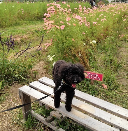 コスモス園＆ドックラン　その１_e0340223_21173002.jpg