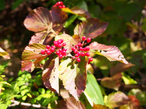 田代山トレッキング(黒石市)*2015.09.27_b0147224_2005847.jpg