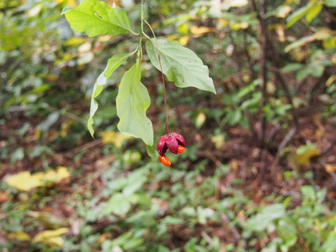 田代山トレッキング（黒石市）*2015.09.27_b0147224_2062319.jpg