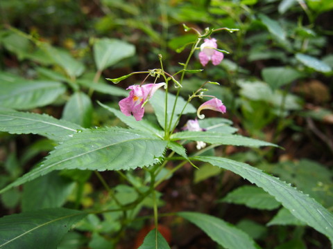 田代山トレッキング（黒石市）*2015.09.27_b0147224_20667.jpg