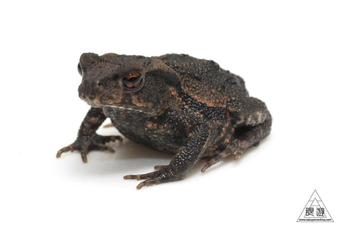 475 家 ~玄関にアズマヒキガエル~_c0211532_2257078.jpg