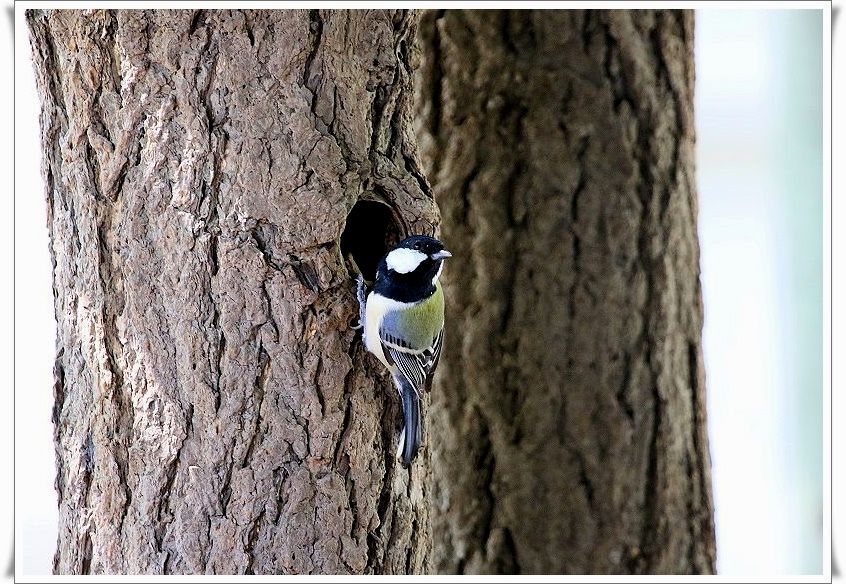 胸にはひときわ目立つ黒ネクタイをした、目の可愛い野鳥、その名はシジュウカラ_b0346933_6355662.jpg