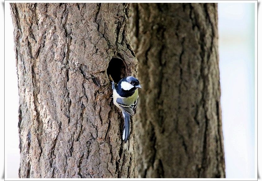 胸にはひときわ目立つ黒ネクタイをした、目の可愛い野鳥、その名はシジュウカラ_b0346933_6361019.jpg