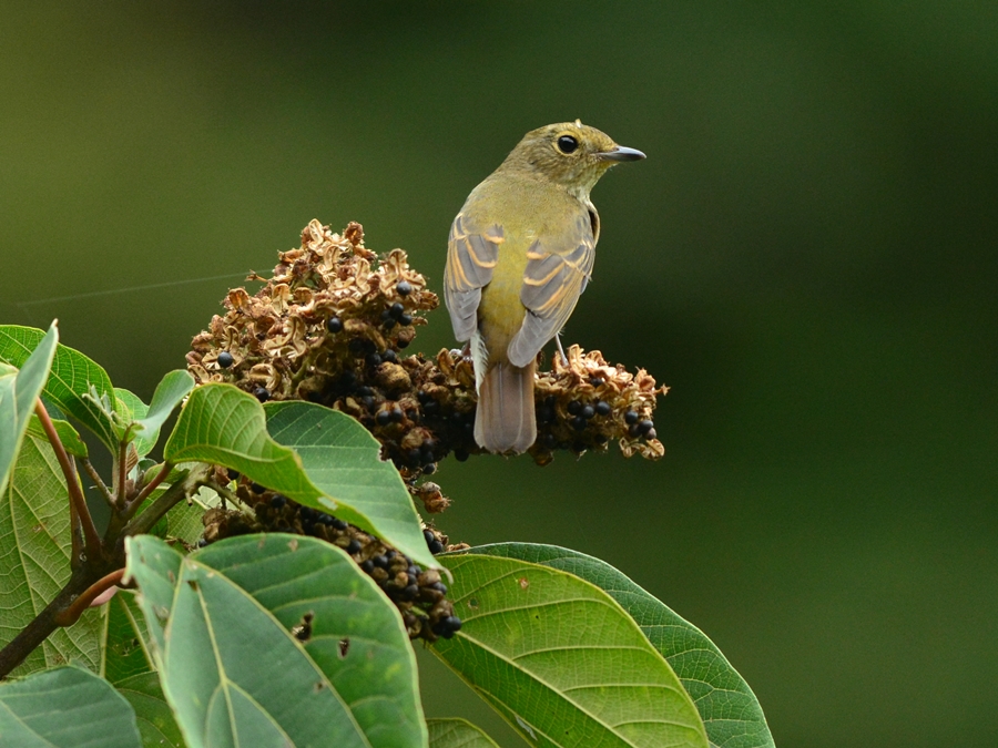 キビタキ（黄鶲）/Narcissus Flycatcher_b0309841_2342114.jpg