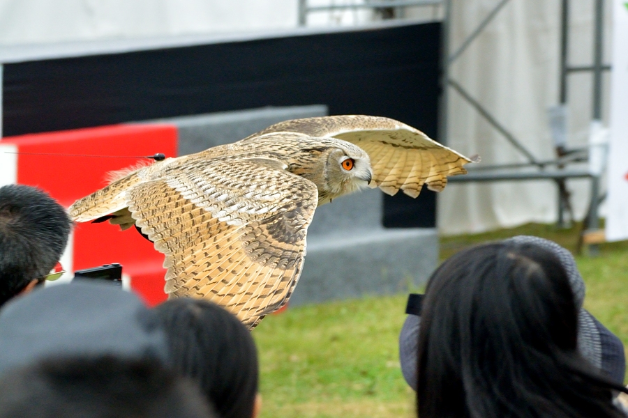 明石城まつり２０１５「鷹狩フライトショウー３」_d0148541_23431215.jpg