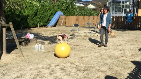 DINGO運動会_a0126743_17212266.jpg