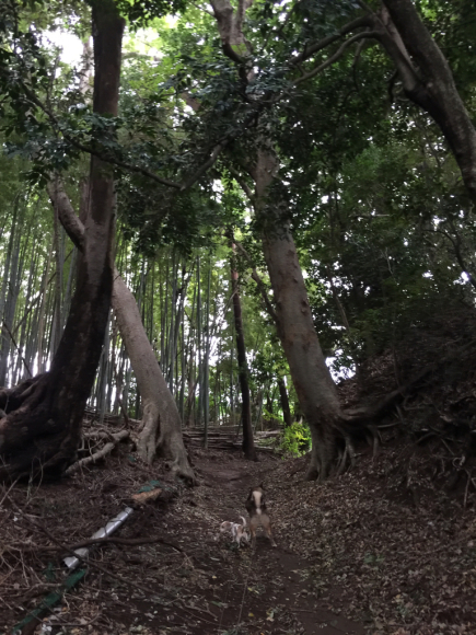近所をお散歩_a0126743_17295823.jpg