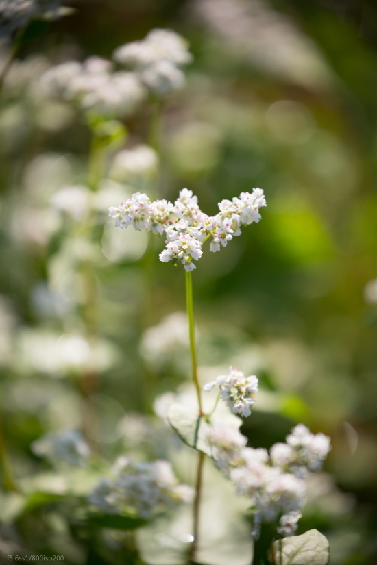 西予市　蕎麦の花 part4_c0363266_22553730.jpg