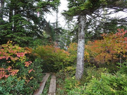 田代山湿原　　猿倉登山口より_f0302771_9494620.jpg