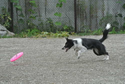 c0345972_15545345.jpg