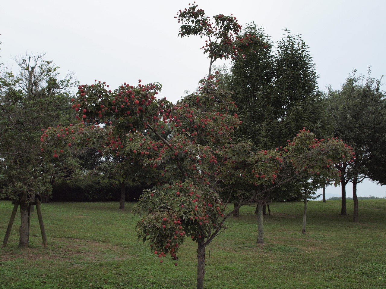 d0054276_20213016.jpg