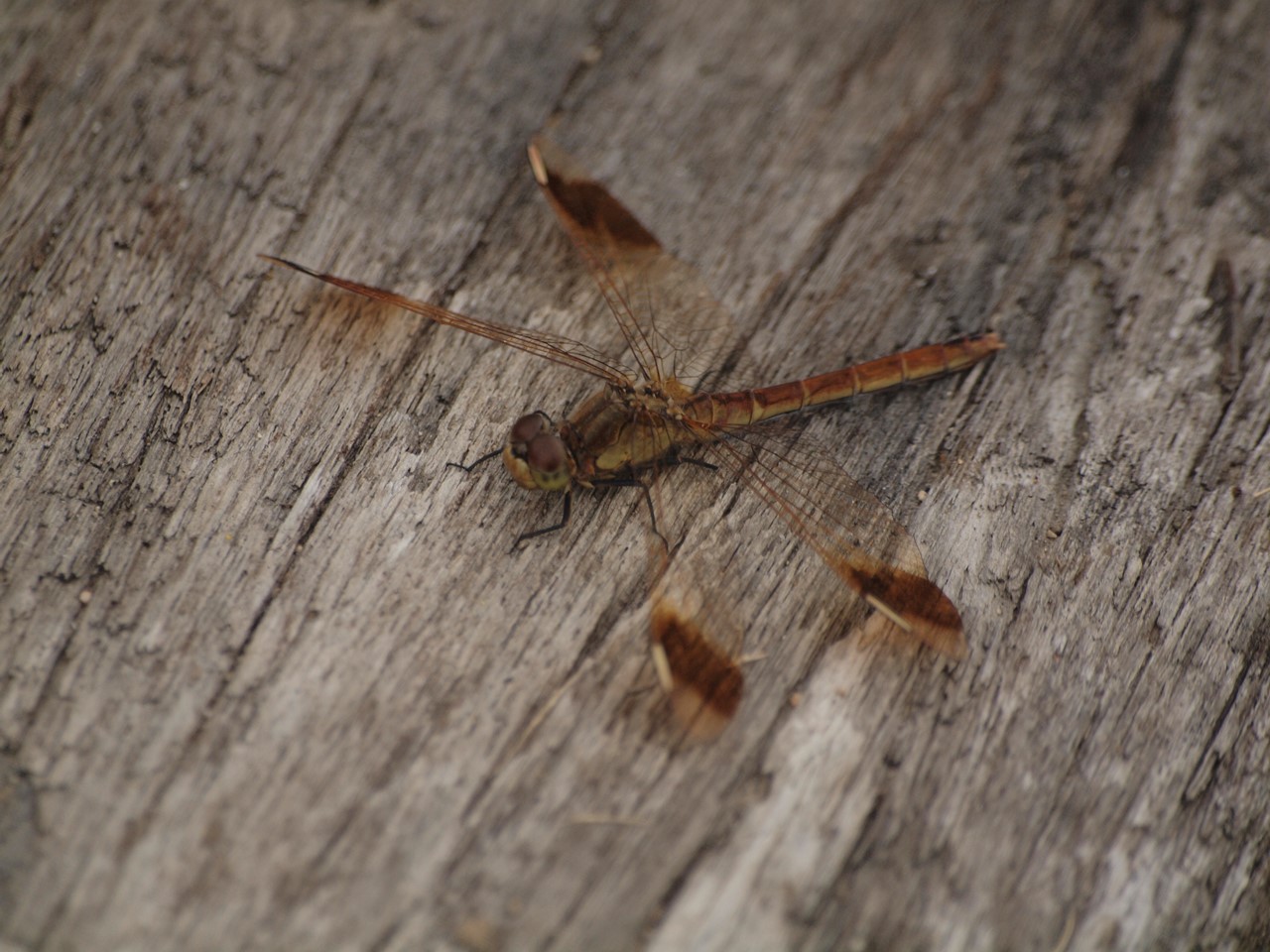 d0054276_20313767.jpg