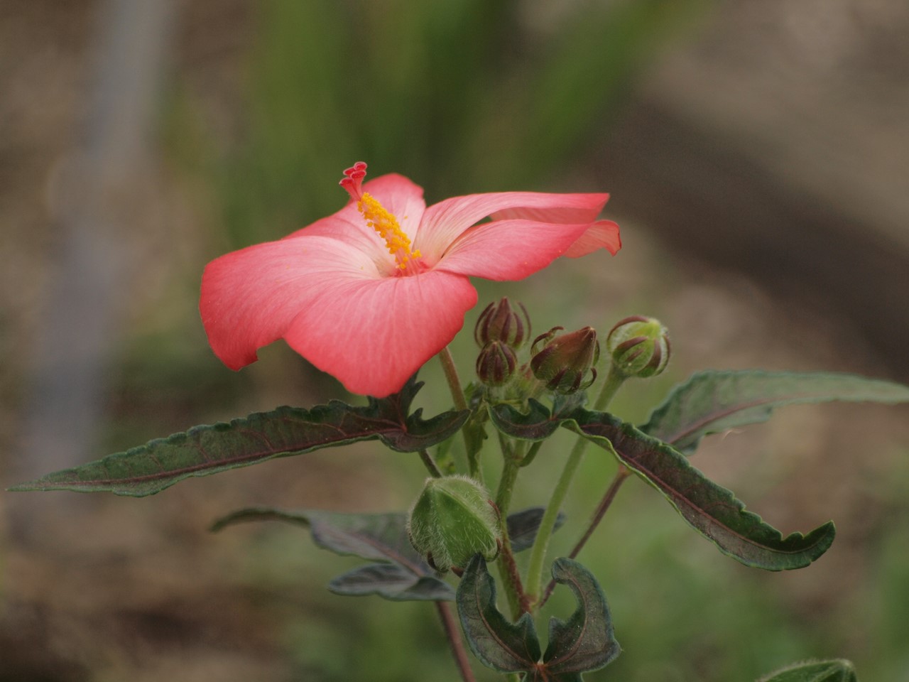 d0054276_20334996.jpg