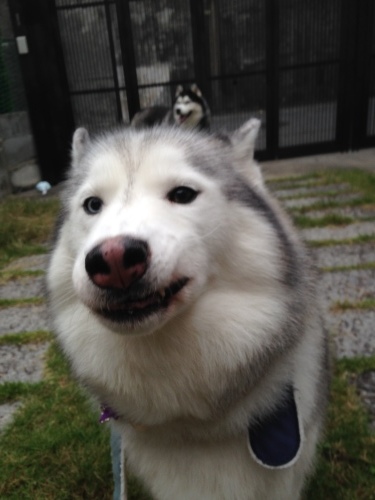 f0315081_15450115.jpeg