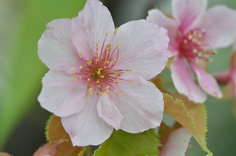 潮風の贈り物、桜花_c0116284_16025186.jpg