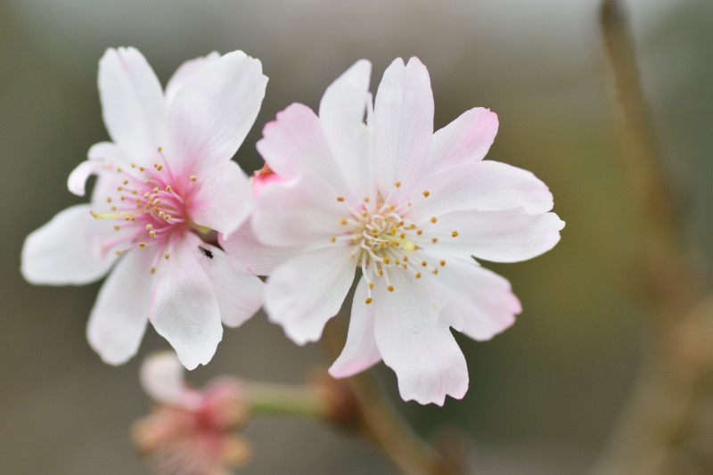 潮風の贈り物、桜花_c0116284_16060198.jpg