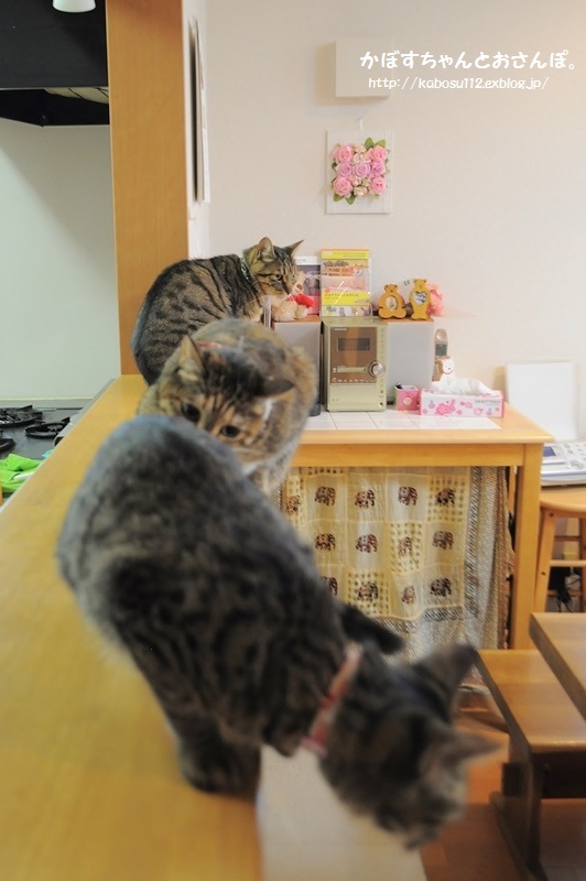 おこげちゃん_a0126590_23325201.jpg