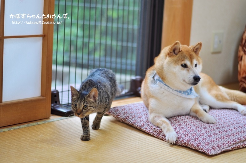 おこげちゃん_a0126590_23342374.jpg