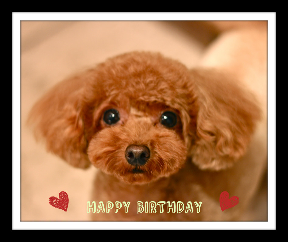 Happy Birthday♡もも太くん_d0060413_20251159.jpg