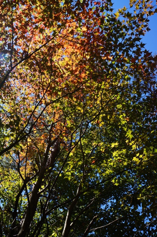 特別編　大川入山の紅葉がすごい！　その１_e0292414_20460726.jpg