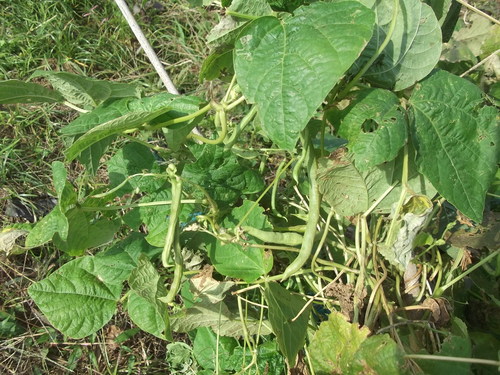 大根&水菜の間引き_b0137932_21361577.jpg