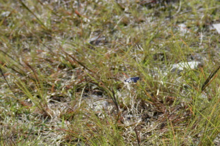 c0353632_17015936.jpg