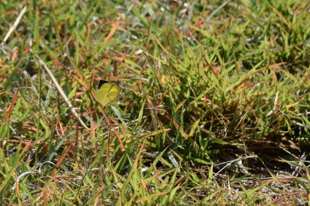 c0353632_17084846.jpg