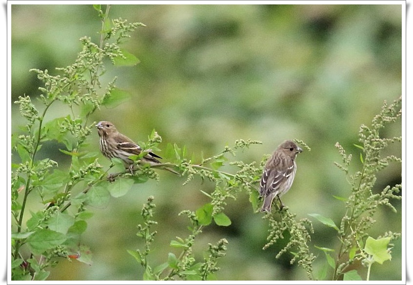 アカマシコは 数少ない旅鳥として 日本海側の島嶼で記録される The Life Of Birds ー 野鳥つれづれ記 アカマシコは 数少ない旅鳥として 日本海側の島嶼で記録される The Life Of Birds ー 野鳥つれづれ記