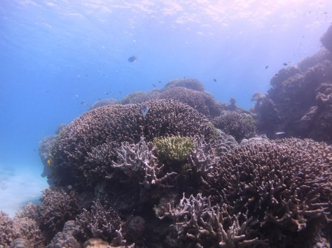 10月12日瀬底島で快適ダイブ_c0070933_21451051.jpg