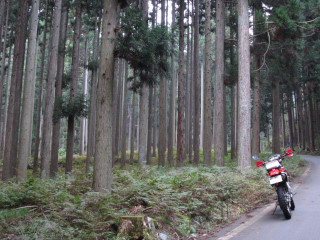 a0052952_168933.jpg