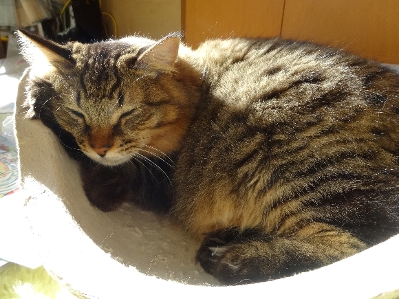 ◆りんちゃん、我が家にきて3年になりました_b0008655_22055062.jpg