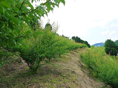 山あいの南高梅　間伐して高品質の梅を育てる匠と夏の剪定の話_a0254656_18193666.jpg