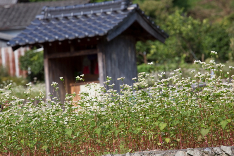 西予市　蕎麦の花 part6_c0363266_23594665.jpg