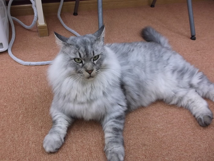 猫カフェso Se Ki ネコと文学と猫ブンガク 猫カフェso Se Ki ネコと文学と猫ブンガク