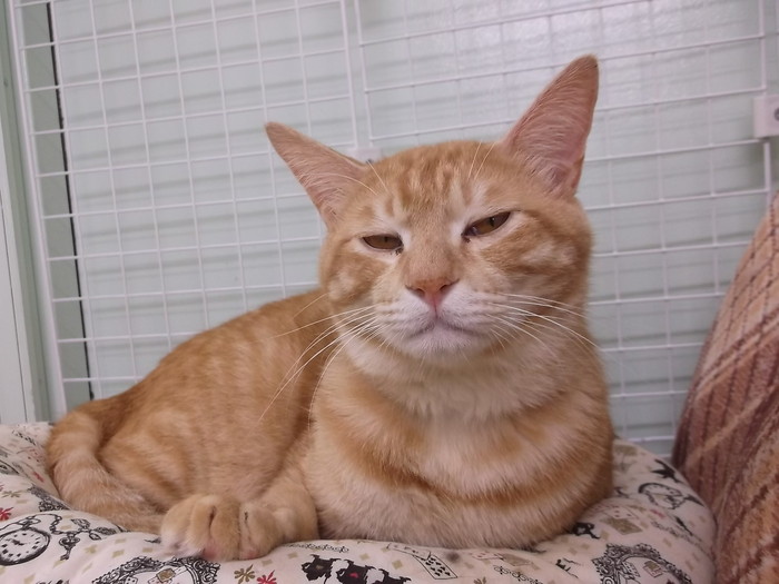 猫カフェso Se Ki ネコと文学と猫ブンガク 猫カフェso Se Ki ネコと文学と猫ブンガク
