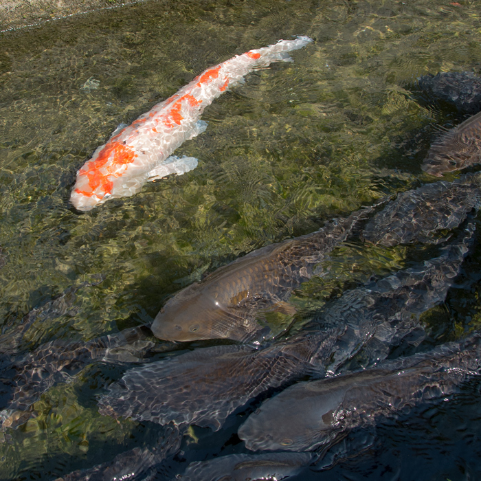 湧水の里_b0259669_19291164.jpg