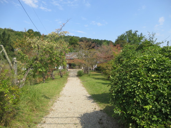 興福院門前の洋花_c0001670_14570565.jpg