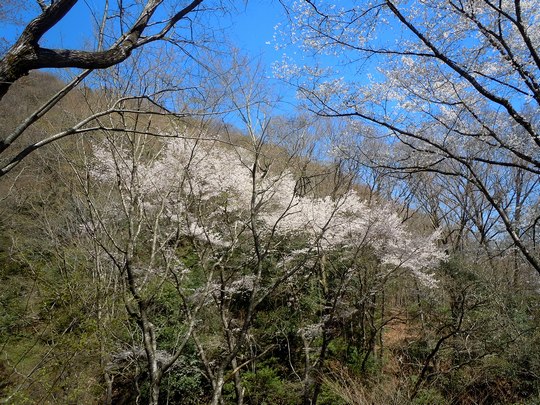 季節はずれですが、桜の話題です_b0102572_157160.jpg