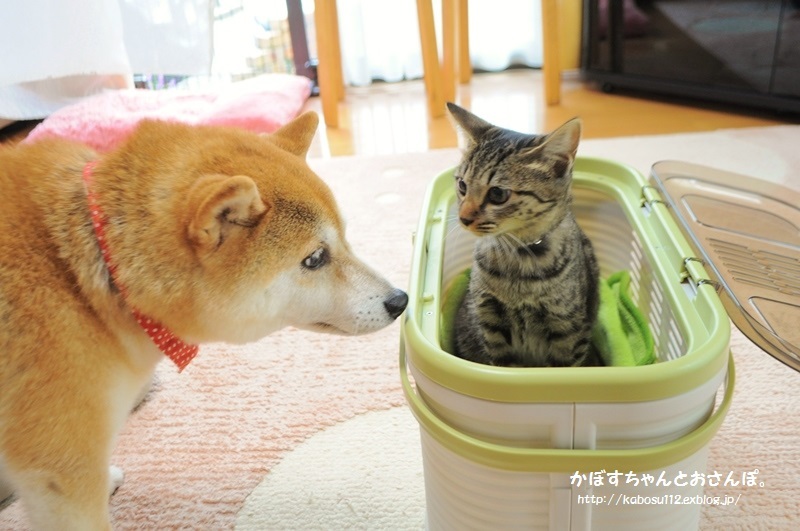 おこげちゃん_a0126590_09232539.jpg