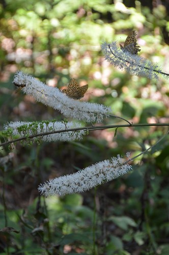 赤城自然園　9月22日の植物_c0124100_15345638.jpg