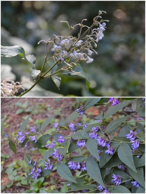 赤城自然園　9月22日の植物_c0124100_15361145.jpg