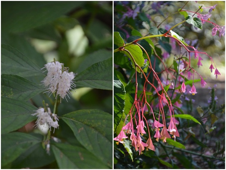 赤城自然園　9月22日の植物_c0124100_15362590.jpg