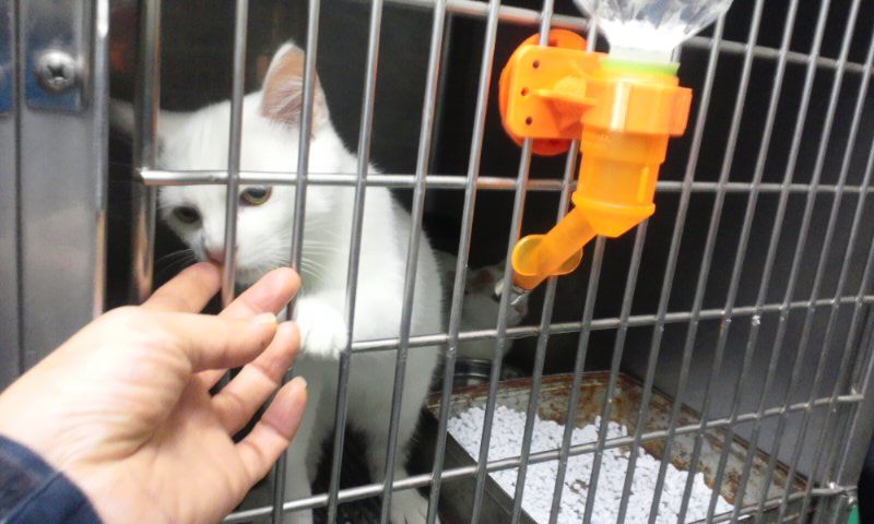 【移動先募集】センター(支所)収容の猫たち(10/2訪問)_f0242002_2421738.jpg