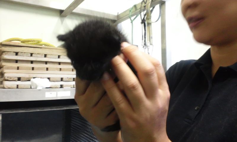 【移動先募集】センター(支所)収容の猫たち(10/2訪問)_f0242002_255514.jpg