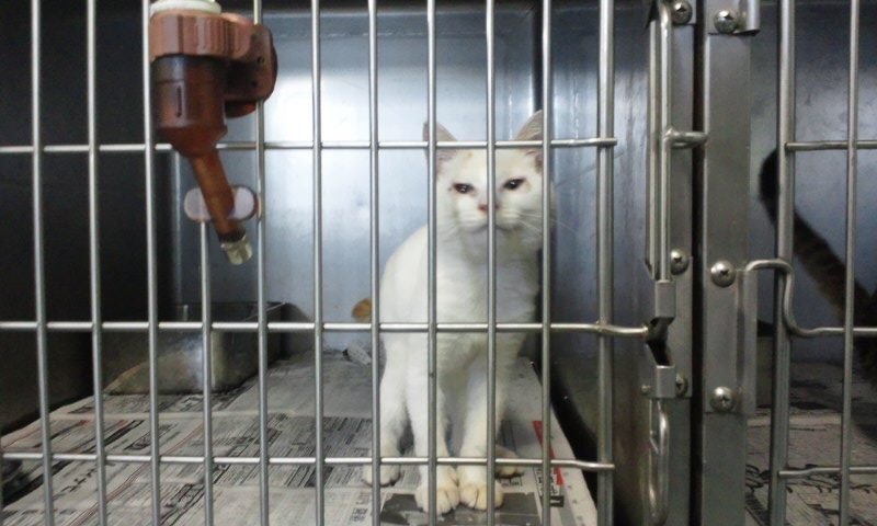 【移動先募集】センター(支所)収容の猫たち(10/2訪問)_f0242002_2593530.jpg