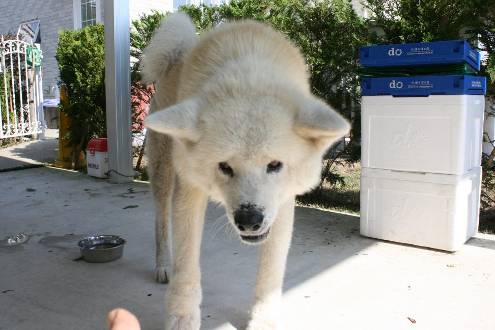 秋田犬の男の子　移動できました！_f0242002_3423424.jpg