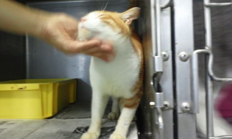 【移動先募集】センター(支所)収容の猫たち(10/2訪問)_f0242002_37471.jpg